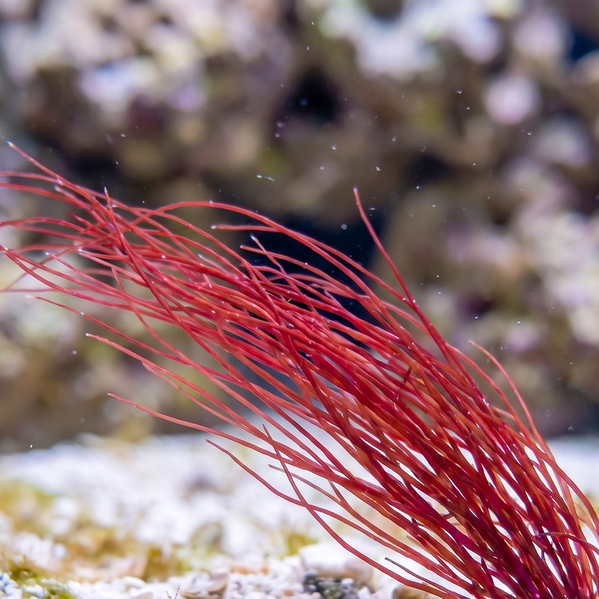 Angel Hair Macroalgae