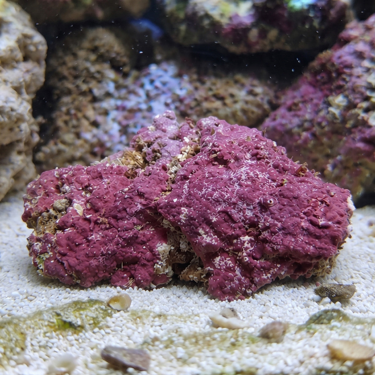 Purple Encrusting Coralline Algae