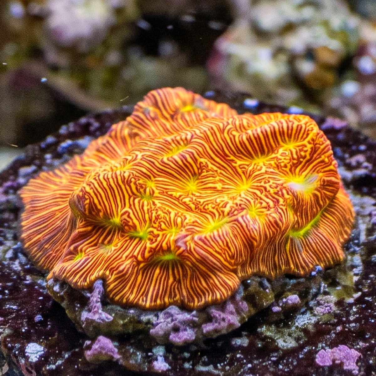 Jack-o-Lantern Leptoseris