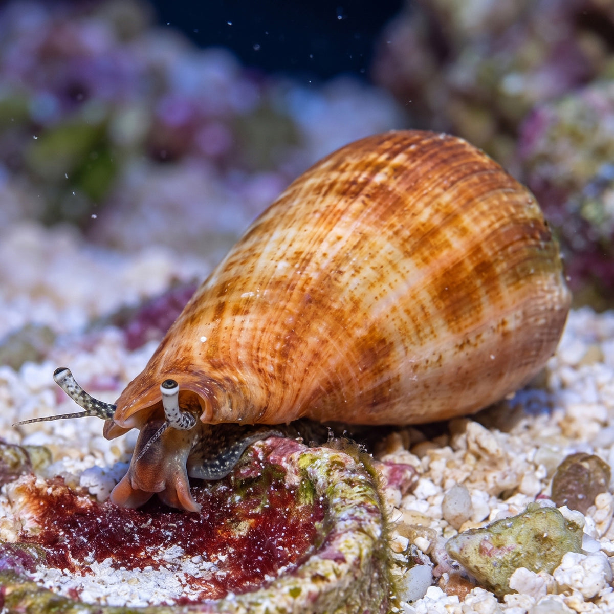 Strawberry Conch Snail (Cyano Eater)