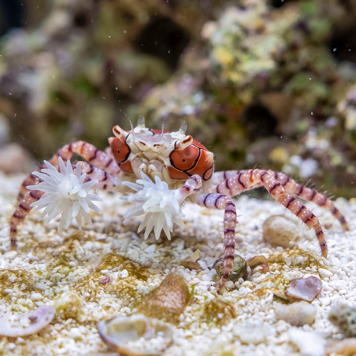 Pom Pom Anemone Crab