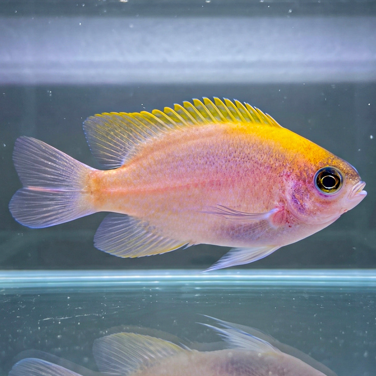 Pink Smith Damselfish