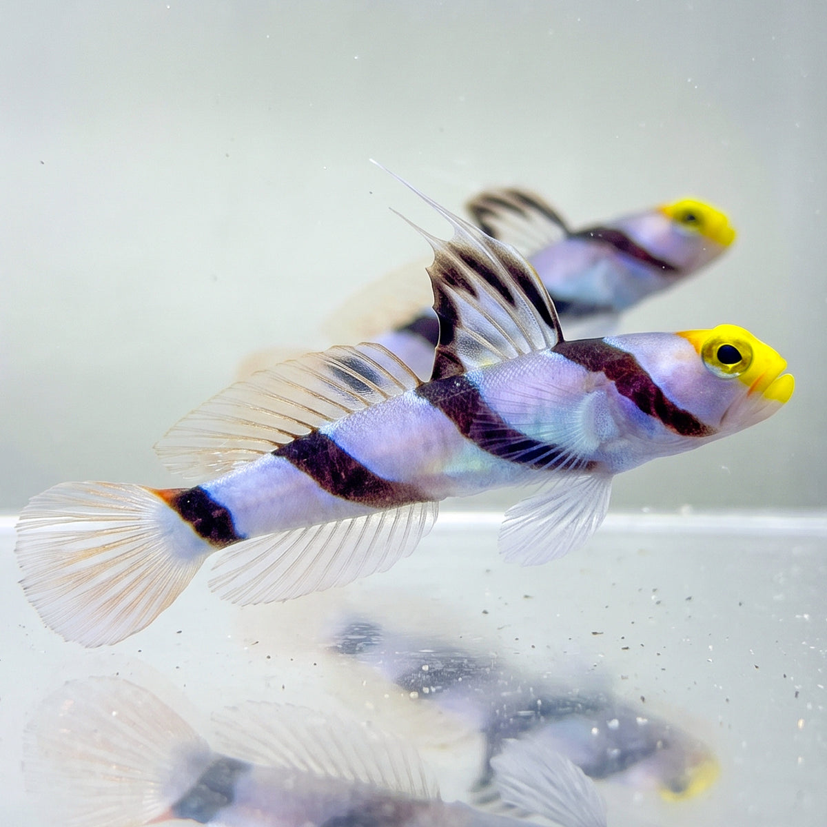 Yellow Nose Prawn Goby