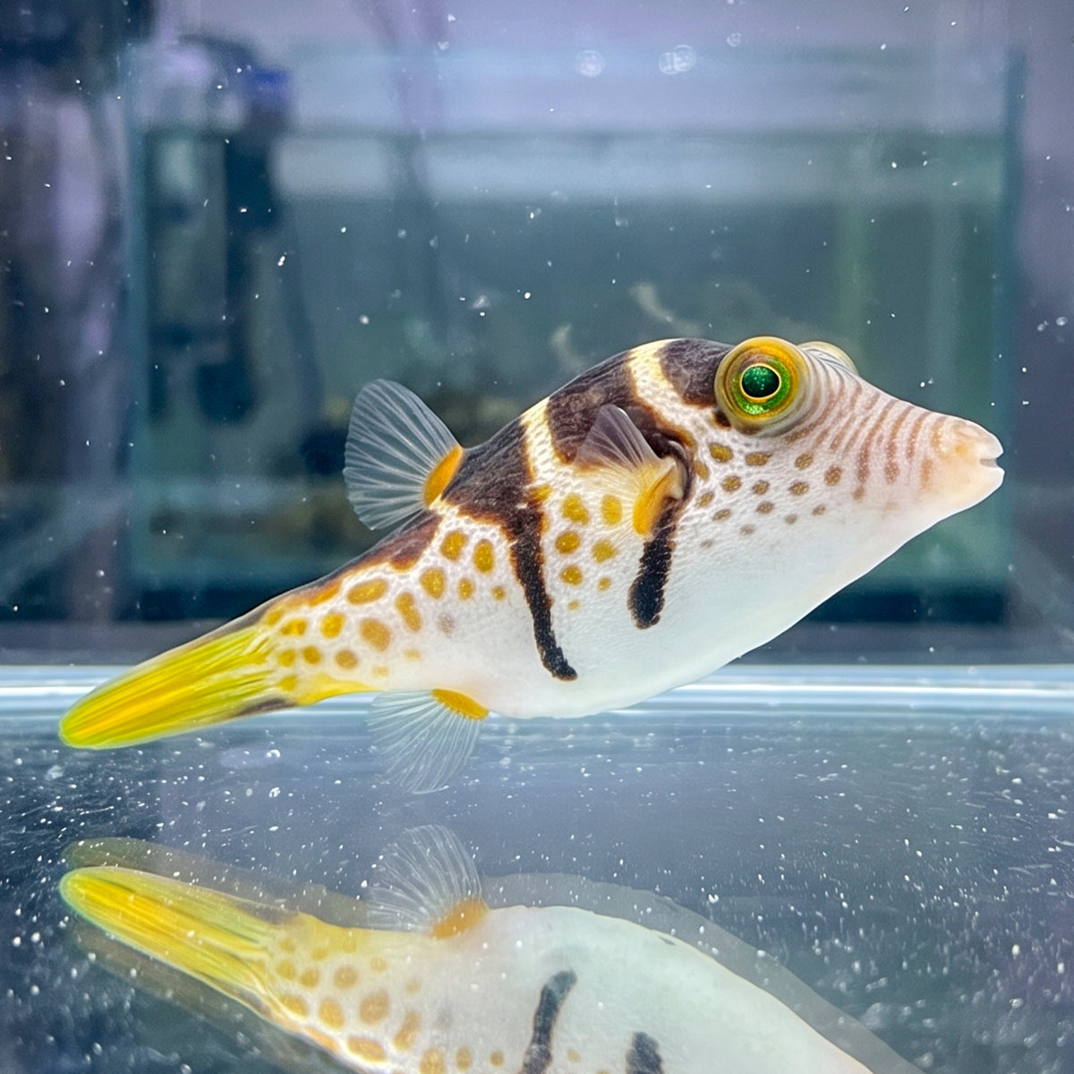 Valentini Puffer Fish