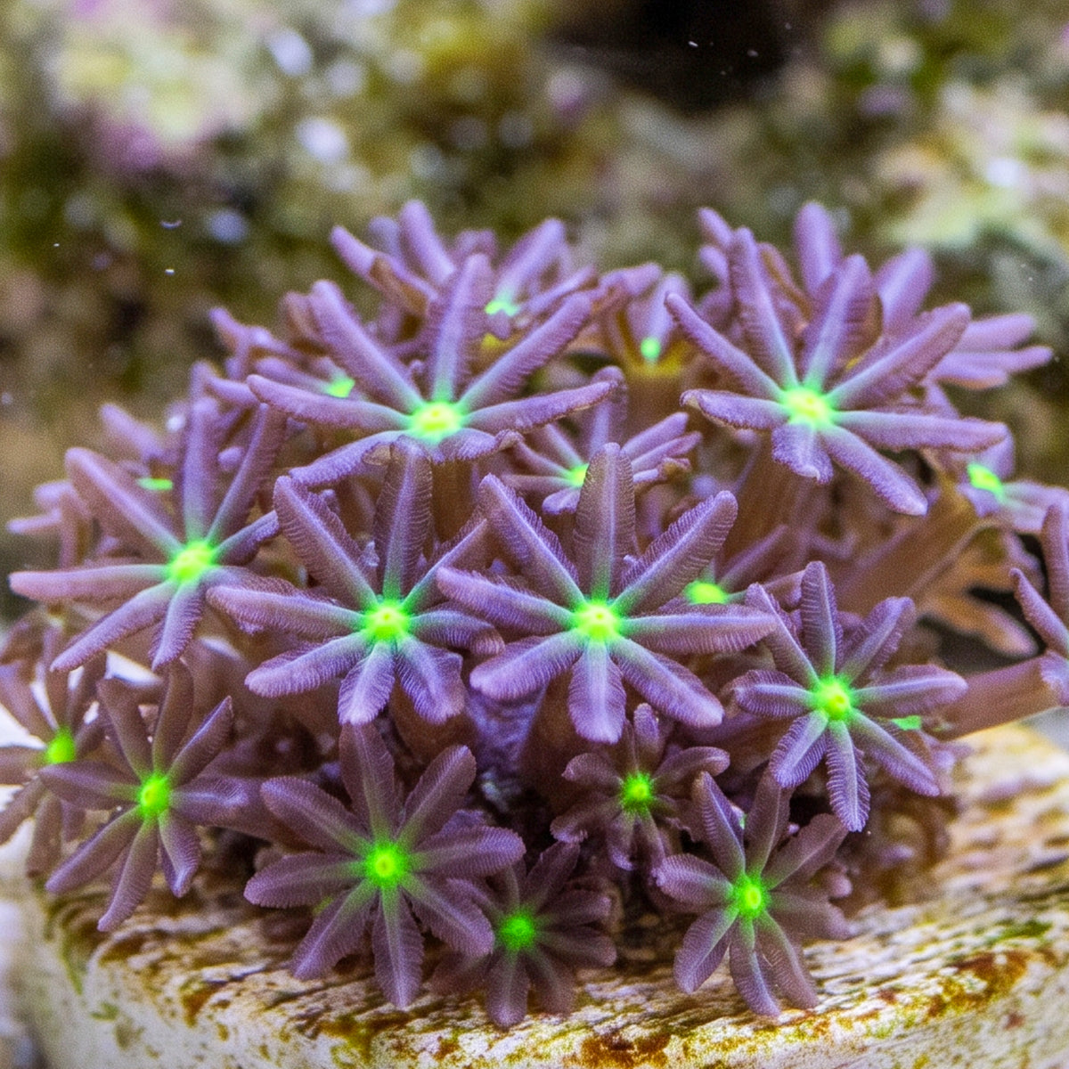 Daisy Polyp Cloves