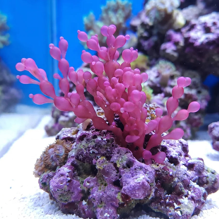 Bubble Berry Macroalgae