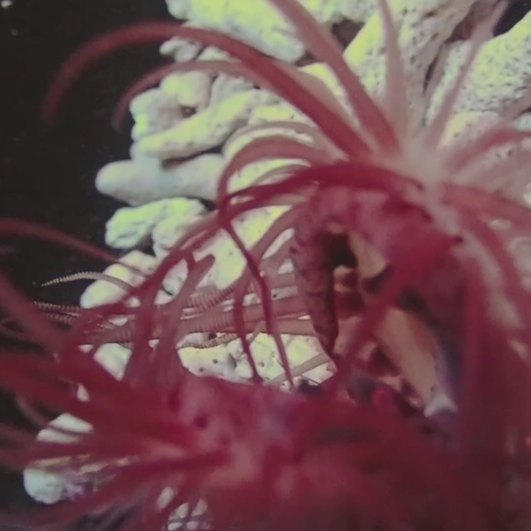 Flying Flame Scallop