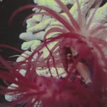 Flying Flame Scallop