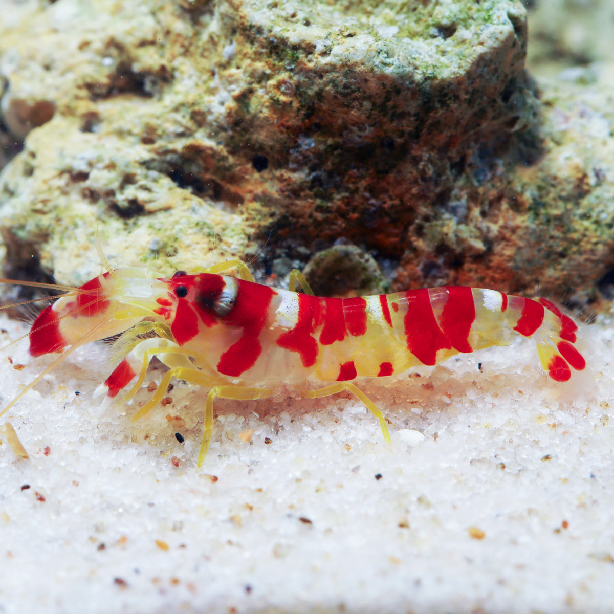 Randall's Pistol Shrimp